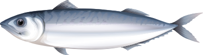 Lachs aus Alaska